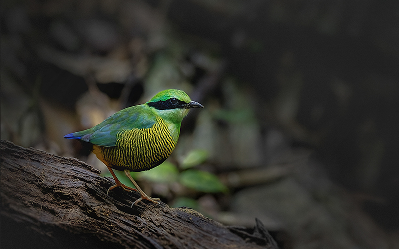 Bar-bellied Pitta (Hydrornis elliotii) at Cuc Phuong Bird Hides - Northern Vietnam. Photo by: Bui Duc Tien - Vietnam Bird Photography Tours - Vietbirdphototours.com